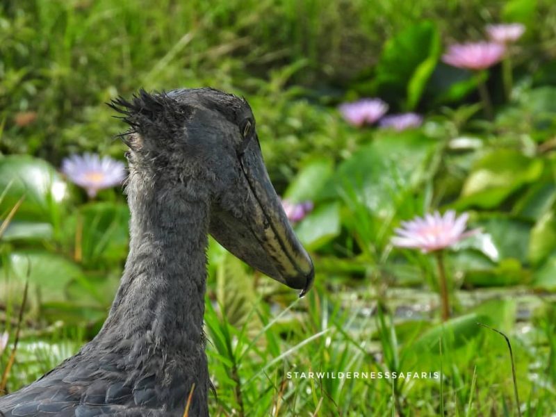 Uganda Birding Safaris