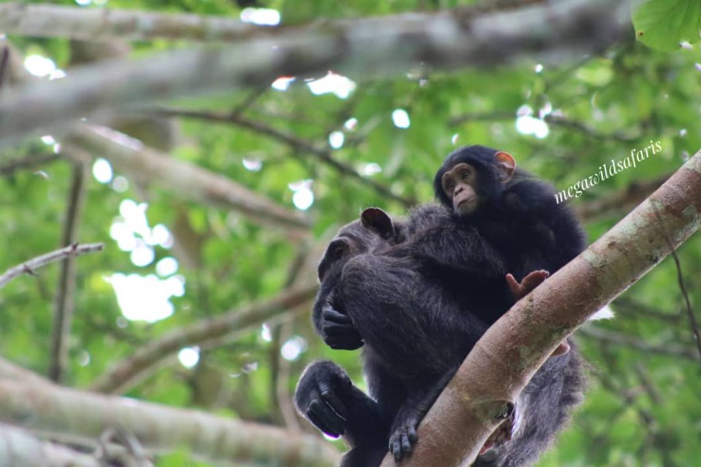 Tour Trip to Volcanoes National Park in Rwanda