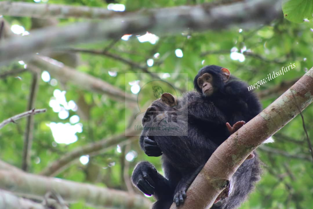 Tour Trip to Volcanoes National Park in Rwanda