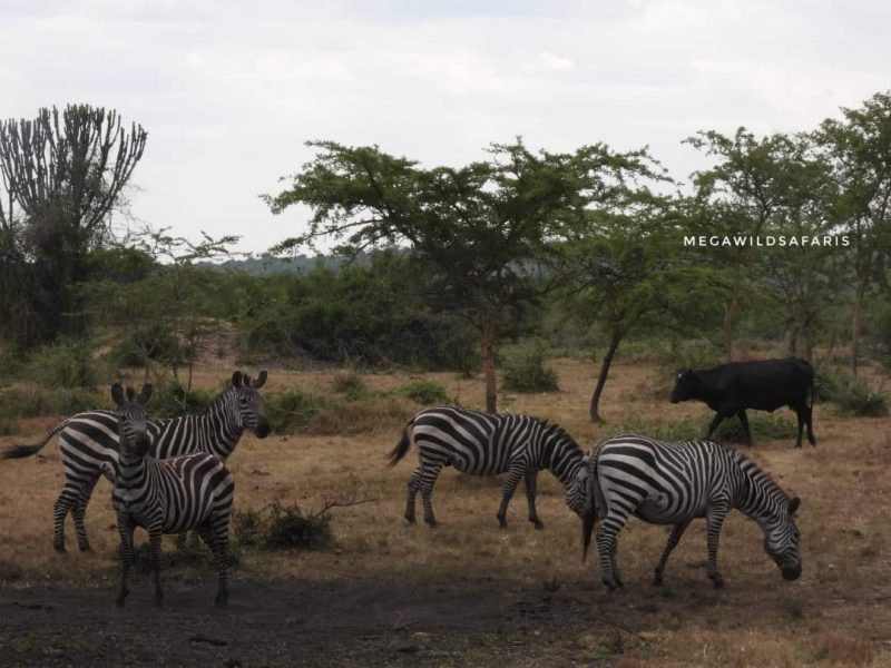 Current Covid-19 Sops for Tanzania