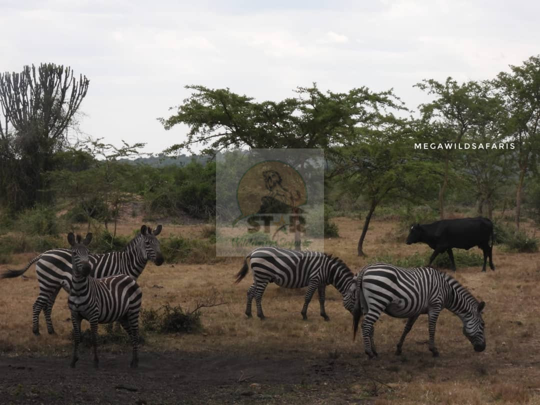 Overview of the 3 Days Murchison Falls Uganda Safari