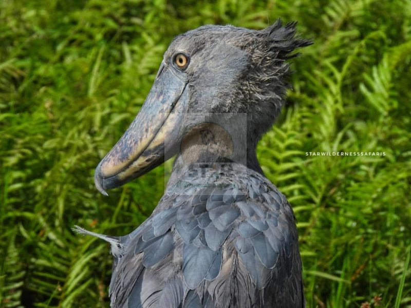 Uganda Birding Safaris