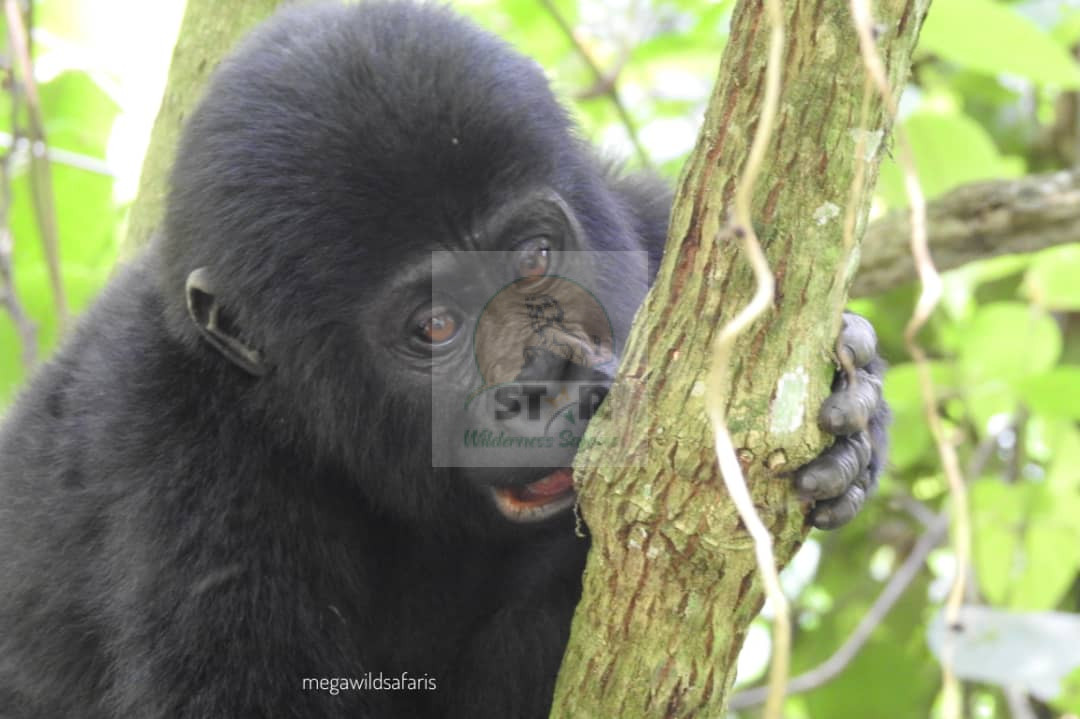 Discover the Best Tips for Organizing an Elderly Gorilla Trekking Safari in Uganda and Rwanda