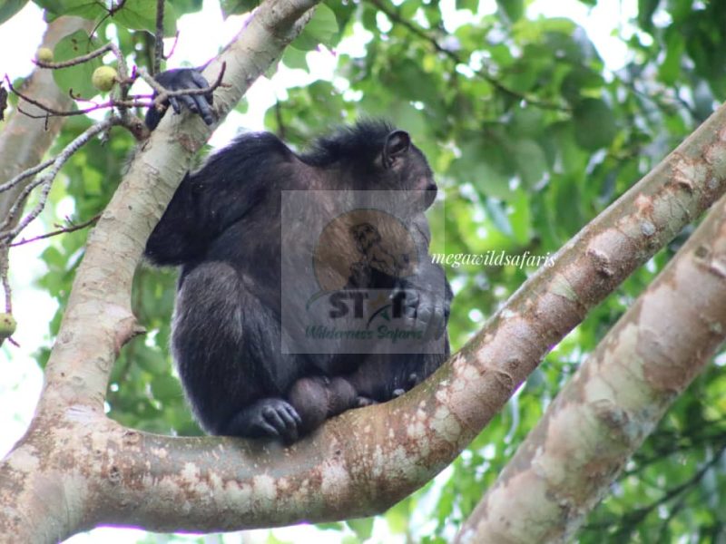 Africa Chimpanzee Tracking Safari