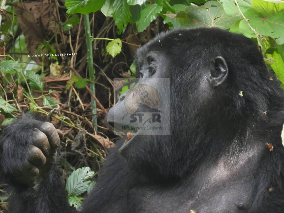 How is the Uganda Gorilla Trekking Experience Like?