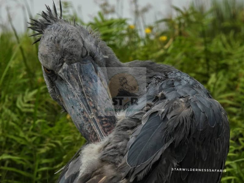 Africa Birding Safari