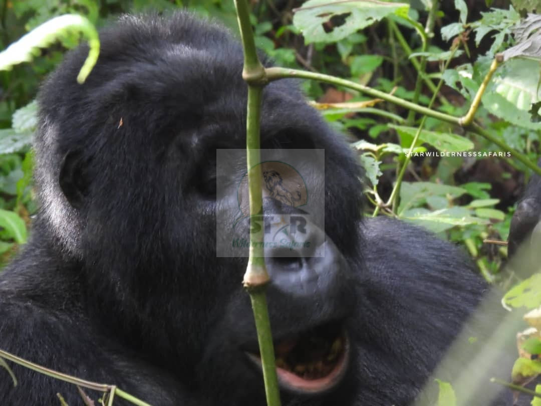 How to Plan a Rwanda Gorilla Safari from Europe