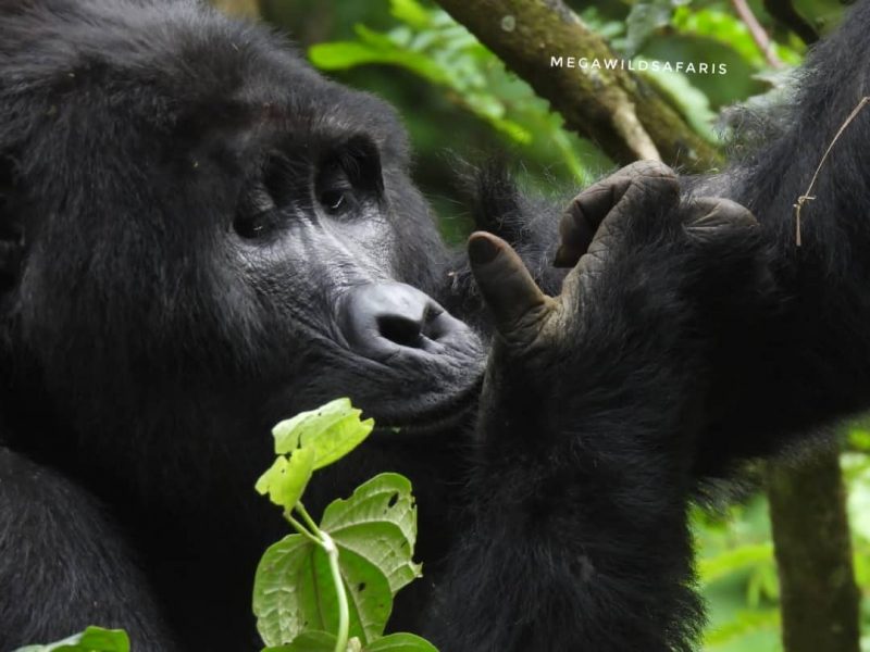 Uganda Gorilla Trekking