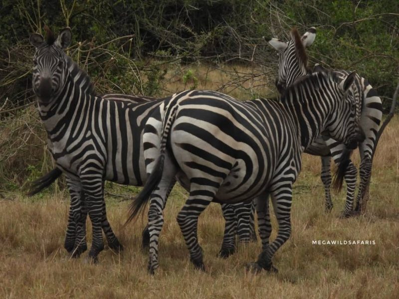 A Family Safari in Uganda with Star Wilderness Safaris