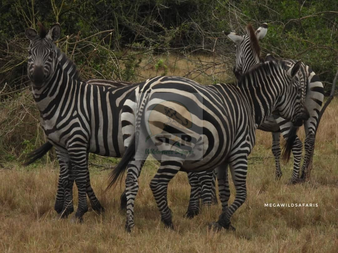 A Family Safari in Uganda with Star Wilderness Safaris
