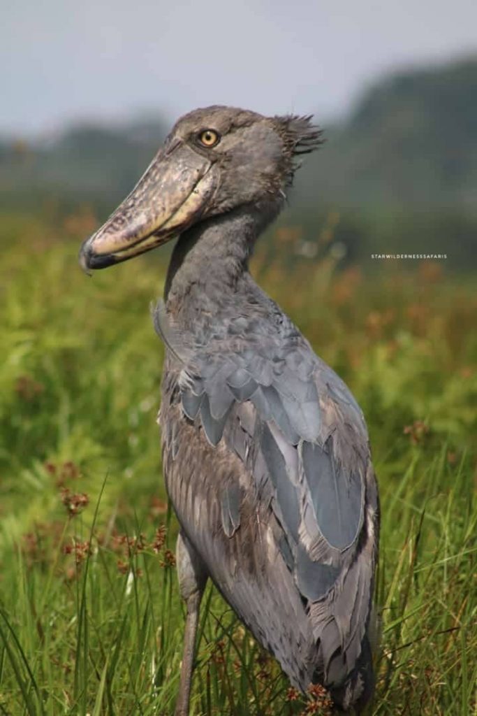 Best Birding Spots in Uganda