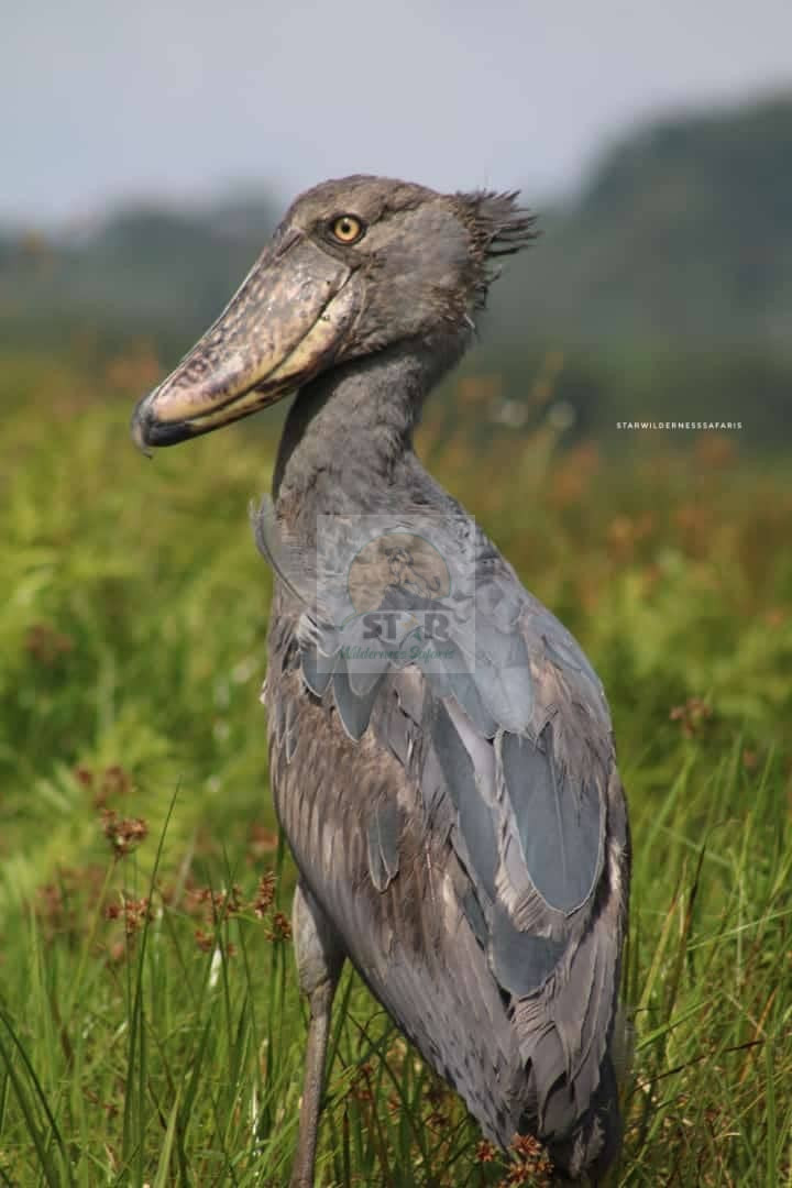 Best Birding Spots in Uganda
