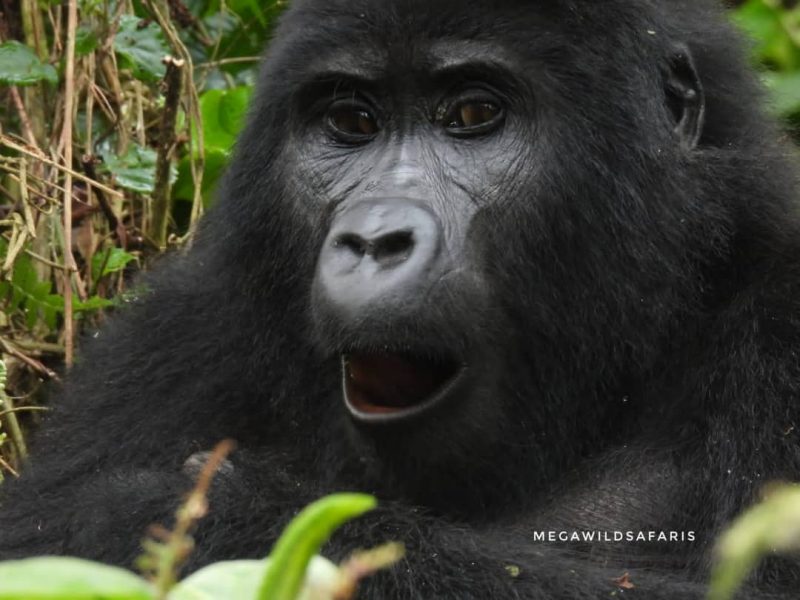 What are the Differences Between Gorilla Trekking Experience in Rwanda, Uganda, and DR Congo?