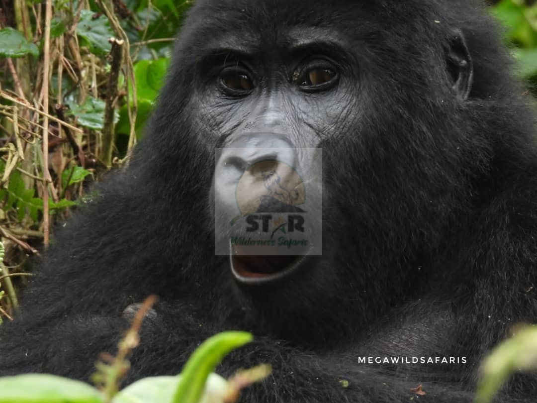 What are the Differences Between Gorilla Trekking Experience in Rwanda, Uganda, and DR Congo?