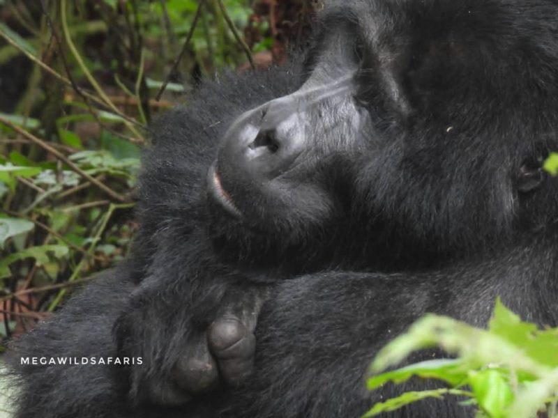 Understanding the Sleep Behavior of Mountain Gorillas