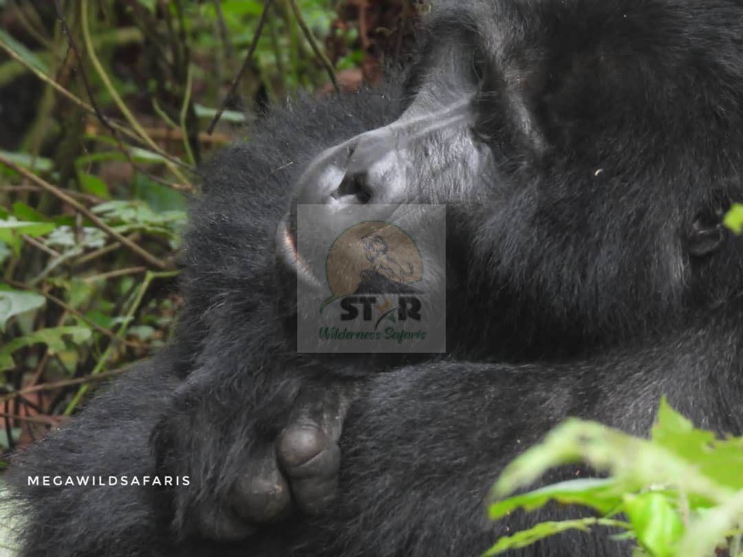 Understanding the Sleep Behavior of Mountain Gorillas