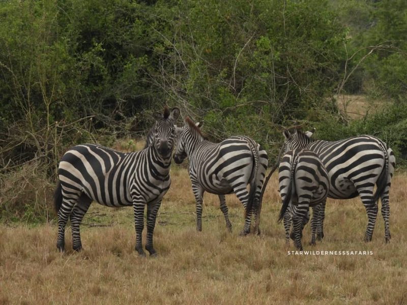 Uganda Safaris Tour