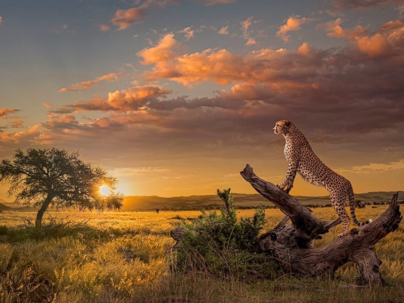 African Wilderness Safaris