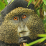 Most Asked Questions About Golden Monkey Trekking in Mgahinga National Park