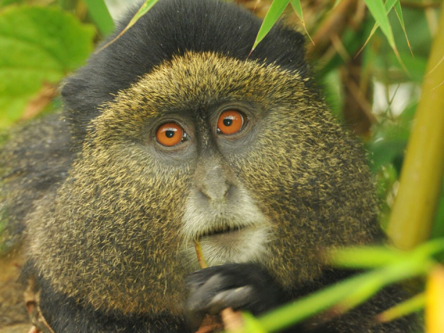 Most Asked Questions About Golden Monkey Trekking in Mgahinga National Park