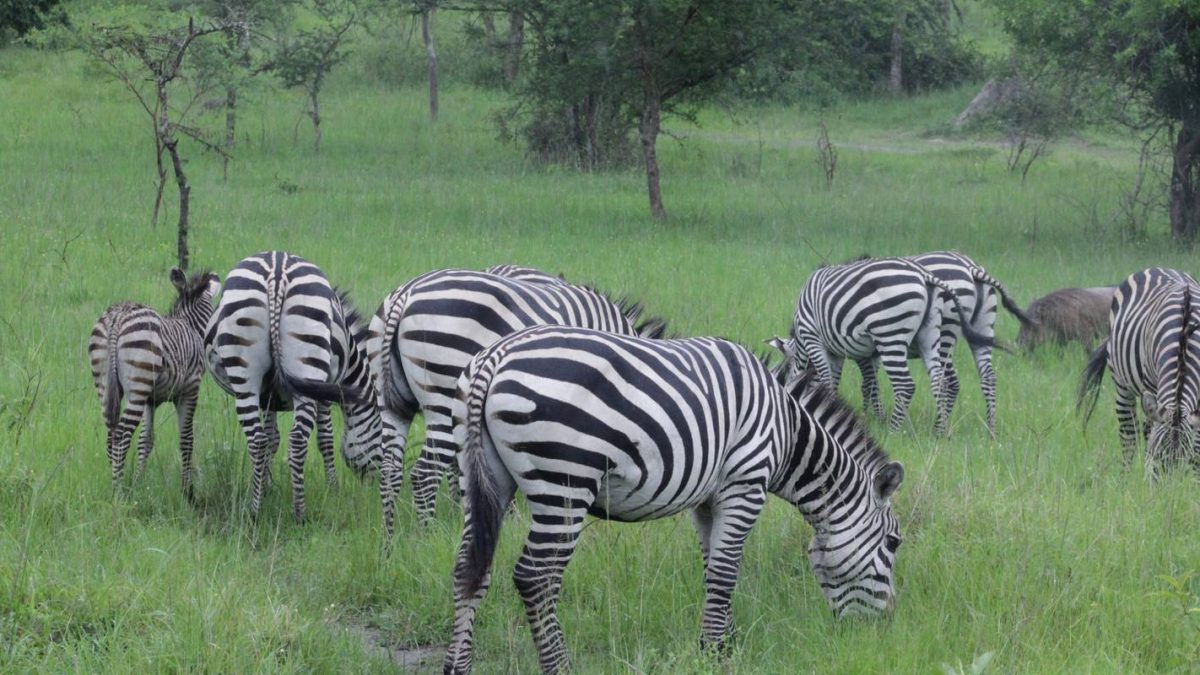 The Best of Uganda Safari and Rwanda Tour