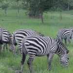 The Best of Uganda Safari and Rwanda Tour
