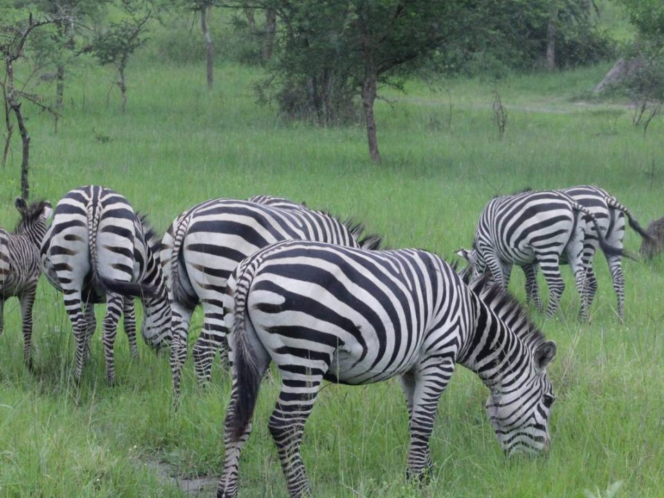 The Best of Uganda Safari and Rwanda Tour