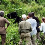 How is the Rwanda Gorilla Trekking Experience Like?
