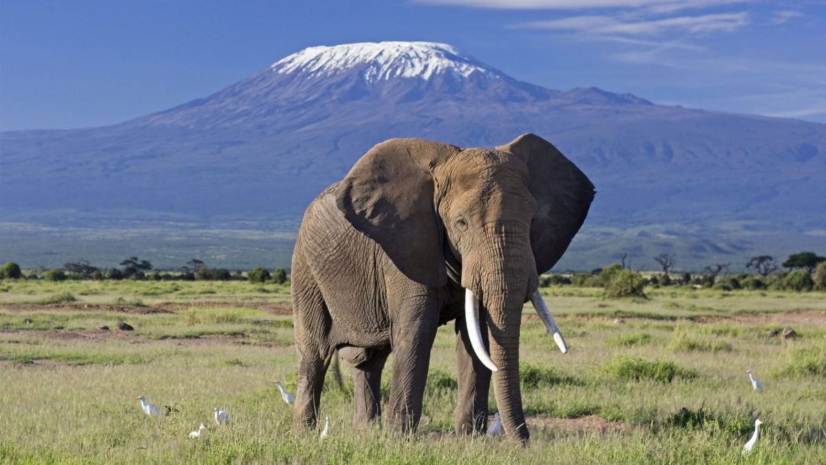 Kilimanjaro Safari Experience on Tanzania Safari Tour