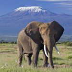 Kilimanjaro Safari Experience on Tanzania Safari Tour