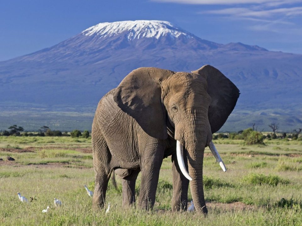 Kilimanjaro Safari Experience on Tanzania Safari Tour