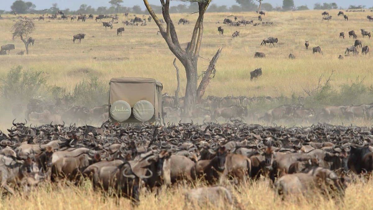 The Greatest Wildebeest Migration in Tanzania and Kenya