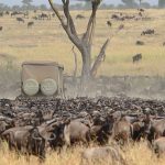 The Greatest Wildebeest Migration in Tanzania and Kenya