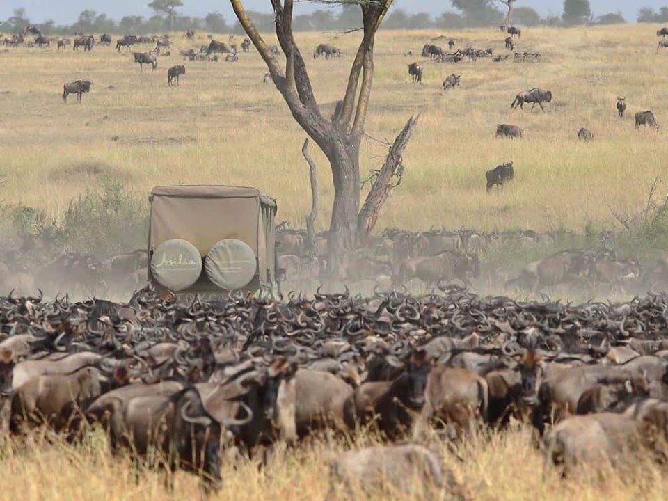 The Greatest Wildebeest Migration in Tanzania and Kenya