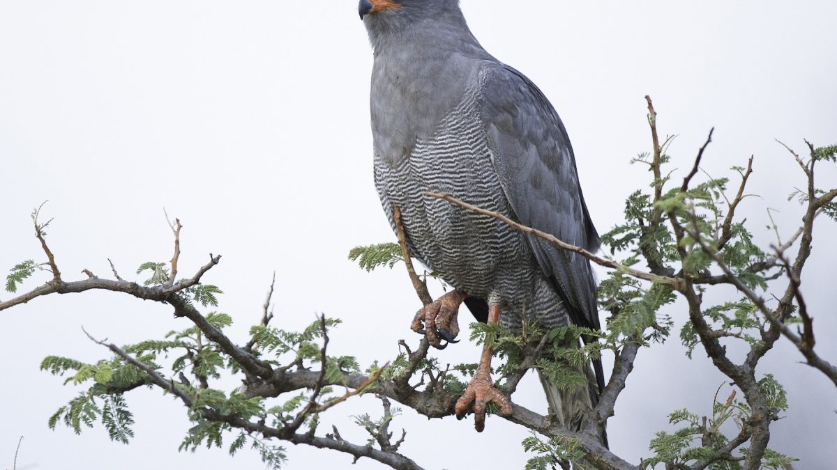 Birding Along the Royal Mile in Budongo
