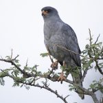 Birding Along the Royal Mile in Budongo