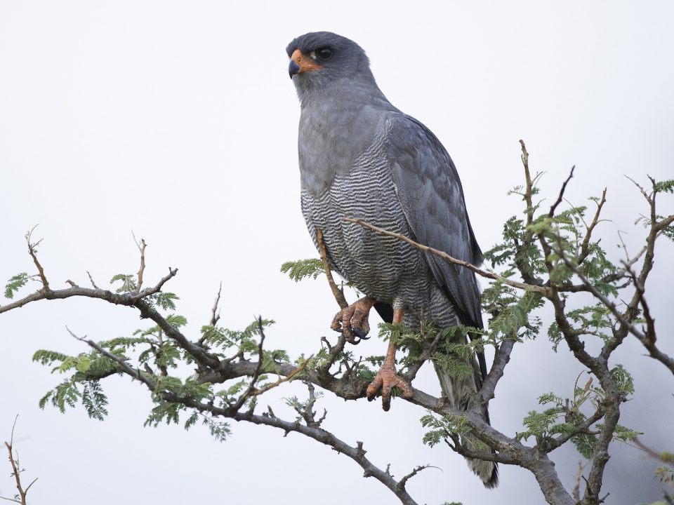 Birding Along the Royal Mile in Budongo