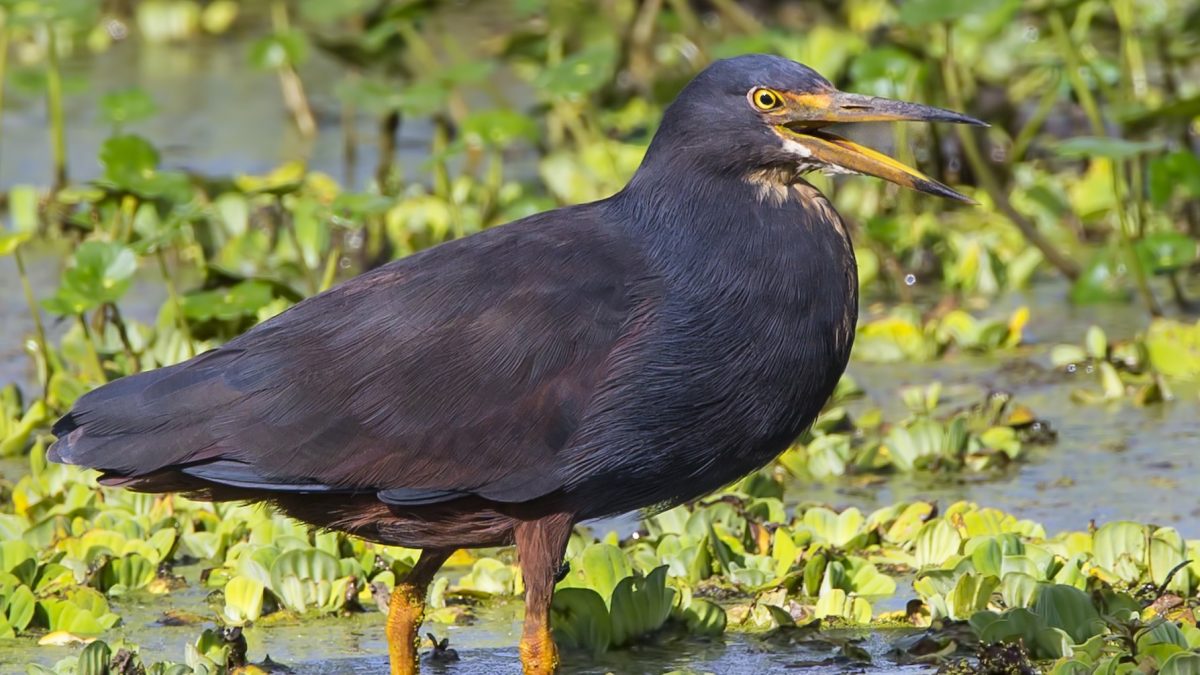 Birding at Lake Opeta and Bisina