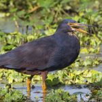 Birding at Lake Opeta and Bisina