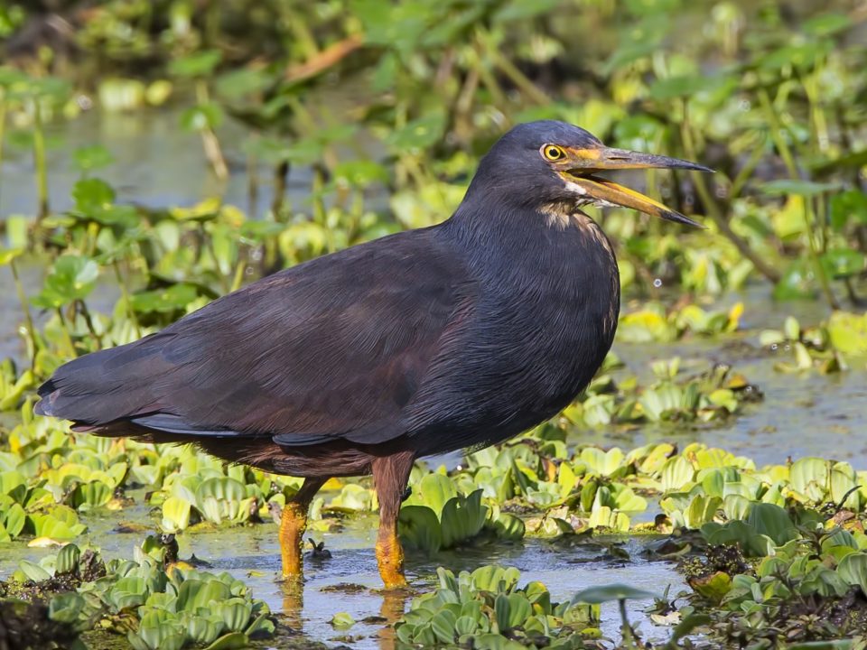 Birding at Lake Opeta and Bisina