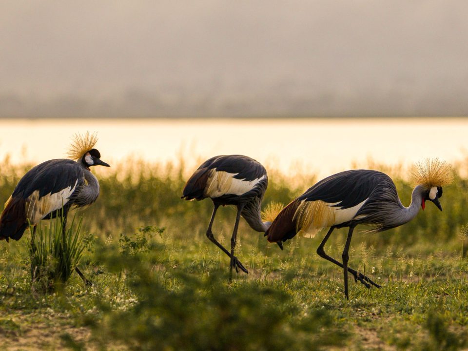 Birding at Lutembe Bay