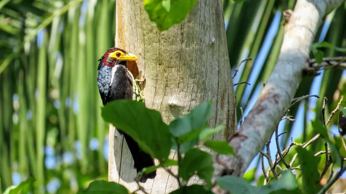 Birding in Bigodi Wetland Sanctuary