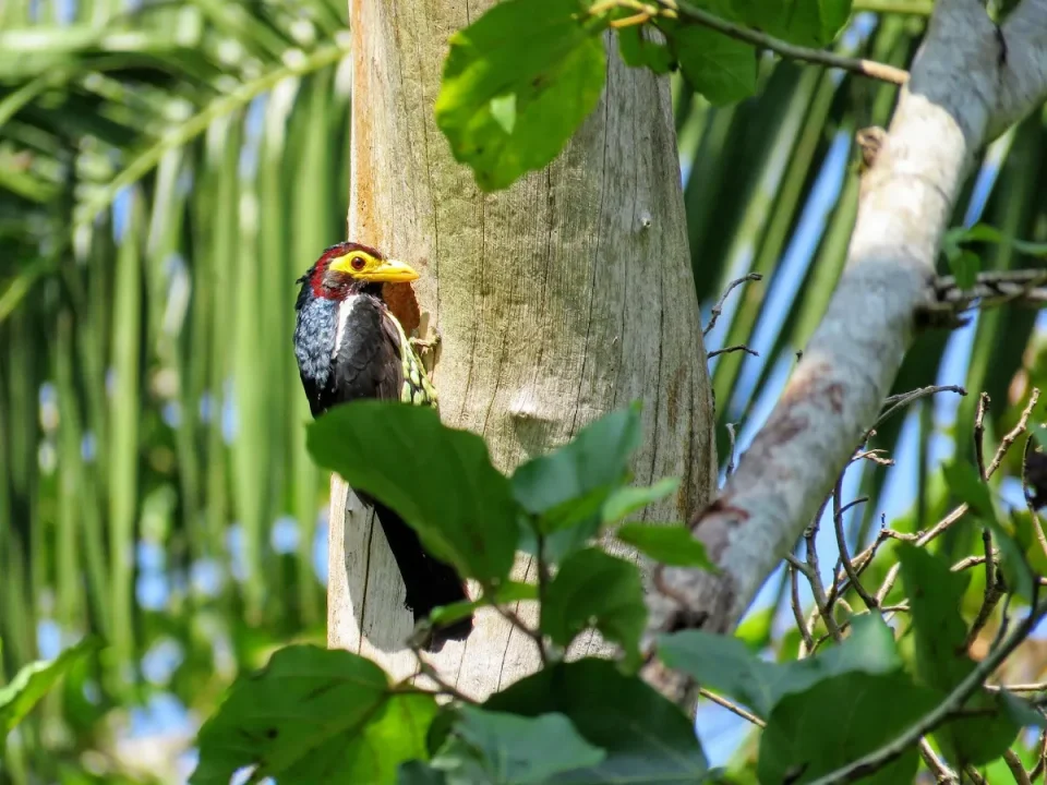Birding in Bigodi Wetland Sanctuary