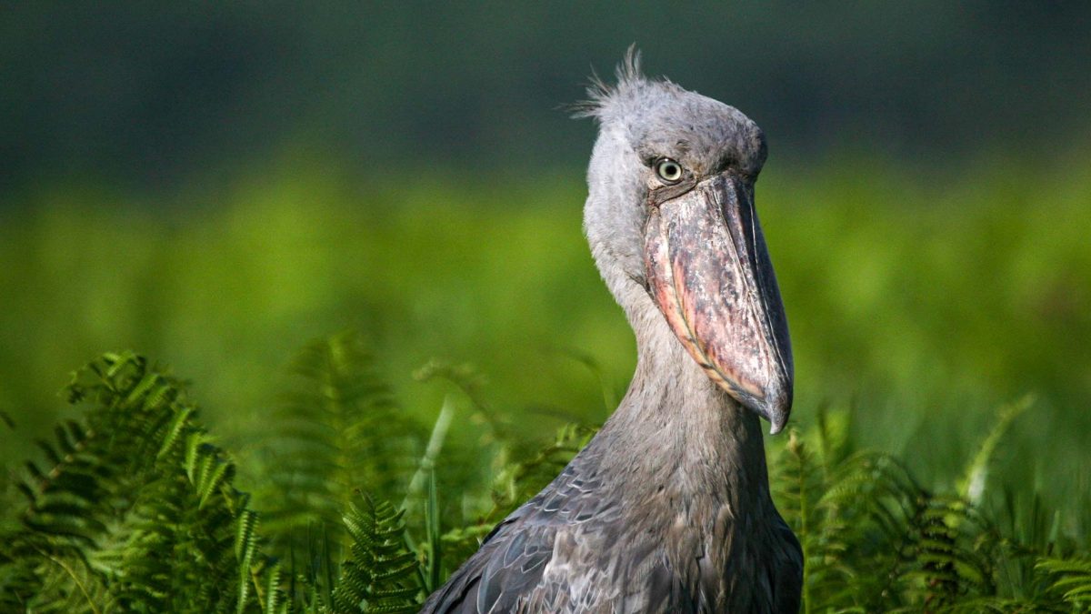 Birding in Echuya Forest Reserve