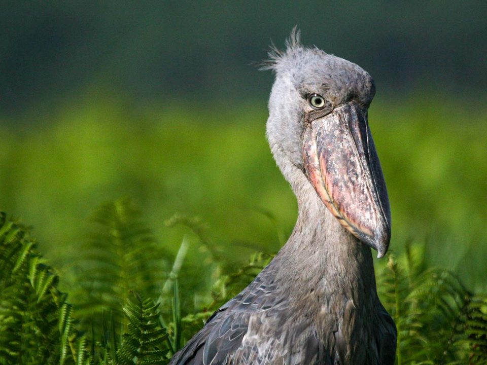 Birding in Echuya Forest Reserve