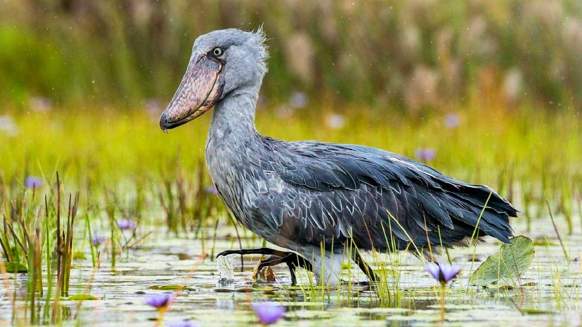 Birding in Mabamba Swamp (Shoebill Stork)