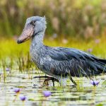 Birding in Mabamba Swamp (Shoebill Stork)