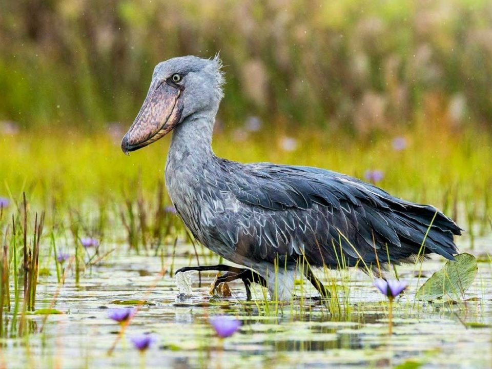 Birding in Mabamba Swamp (Shoebill Stork)