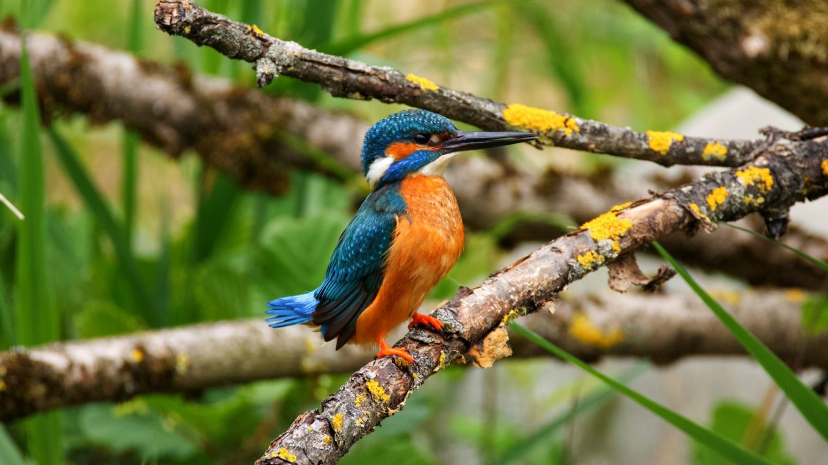 Birding in Mgahinga Gorilla National Park