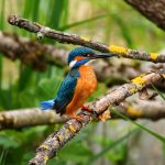 Birding in Mgahinga Gorilla National Park